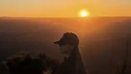 시드니 블루마운틴 선셋+별보기 투어(한국인 가이드/즉시확정) *무료 시티투어 이벤트* 호주 자유여행