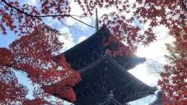 尊貴定制-無憂出行【大阪-京都-奈良包車一日遊】奈良萌鹿、東大寺、嵐山、伏見稻荷大社、金閣寺、奈良公園|關西和風古韻私人團專署|悠游古都|盡覽經典