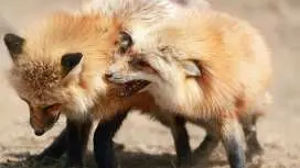 迷你團・北海道親子自然生態 6 日|東知床五湖&四季彩之丘&北見狐狸村|2~8人成行・專車不併團・不含機票