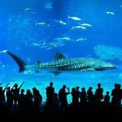 【KKday Mini Group】4-Day Okinawa Tour (Airplane + Hotel) & Flexible Itinerary | Departs from Taoyuan, Minimum 2-8 People, AirAsia