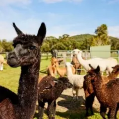 【澳洲旅遊】KHH吉享雪梨~雪梨印象港灣、藍山國家公園、品酒趣餵羊駝、費瑟戴爾動物園八日