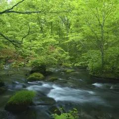 【日本旅遊】東北超值選~奧入瀨中尊寺、松島灣遊覽船、長腳蟹吃到飽、兩晚溫泉飯店五日