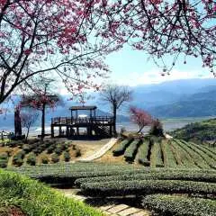 宜兰大同 | 茶山地热拔葱趣