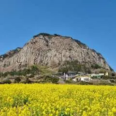 Jeju Chartered Car Private Taxi Tour | Juju Island | South Korea