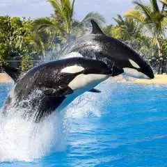グラン カナリア島発:テネリフェ国立公園への日帰り旅行