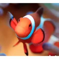 【沖縄・座間味】【海亀】【珊瑚礁】【お魚】通常は、泳ぐことが出来ないの特別エリア等でのスノーケリング体験(^^)/《機材が1日中借りれます》