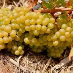 Fuerteventura private guided wine-tasting at Conatvs Winery