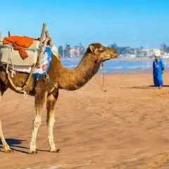 Tour tham quan Essaouira trong ngày từ Marrakech