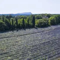 Snacking experience in lavender fields in Aix-en-Provence