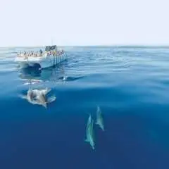 Dolphin spotting and Benagil Caves guided boat trip