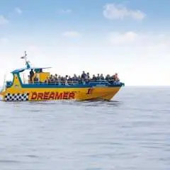 Dolphin-watching tour with transfers, drinks and tapas
