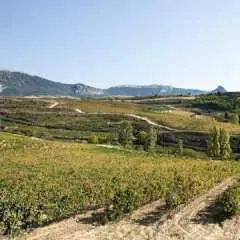 Visit to Two Wineries in La Rioja from Logroño with Tasting and Tapas