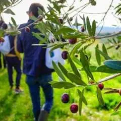 Sicilian olive oil tour in Pantalica with tasting