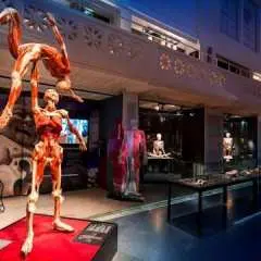 BODY WORLDS Heidelberg entrance tickets