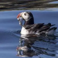 从雷克雅未克出发的观赏海鹦之旅