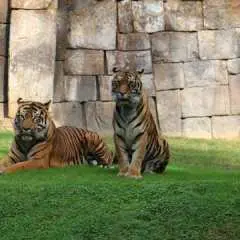 Tickets for Bioparc Fuengirola