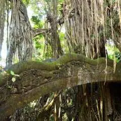 Art of Ubud Private Tour