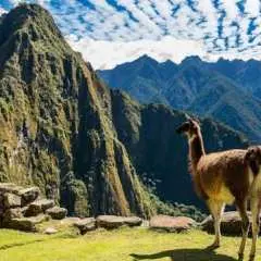 Guided tour of Machu Picchu citadel including entrance