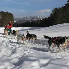 Mont-Tremblant: Guided Dogsledding Tour with Hot Chocolate|Canada