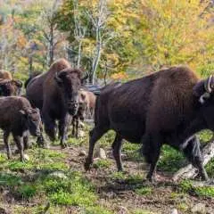 Full-Day Fishing & Wildlife Tour near Mont-Tremblant|Canada