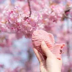 【櫻花專屬】日本櫻花季賞花|伊豆櫻花&富士山河口湖大石公園櫻花祭|大室山纜車|日川時計店【東京出發】