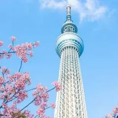 Private private charter car in Tokyo | Private private charter car tour within Tokyo | Private private charter car during cherry blossom season in Japan | Chidorigafuchi / Ueno Park / Meguro River / Sumida Park