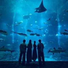 シンガポール:片道送迎付き海洋水族館入場券