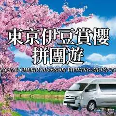 [Spring Limited Time Offer] Tokyo-Izu Cherry Blossom Viewing Day Trip (Small Group, Maximum 9 People)