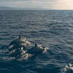 菲律賓薄荷島私人海豚觀賞及跳島遊(巴利卡薩島及處女島沙洲)| 菲律賓