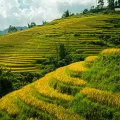 2-Day Sapa Trekking Tour - Overnight in Ta Van Village (All-in-One)