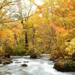 青森秋田岩手|奥入瀬渓流・角館・十和田湖・田沢湖・松川渓谷|紅葉5景巡り2日間【東京発】