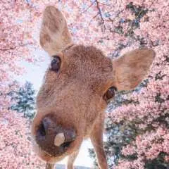 【1人成團】日本關西經典一日遊|伏見稻荷・清水寺・奈良公園・東大寺|邂逅奈良萌鹿|大阪/京都出發拼車