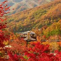 Rừng Hwadam | Làng dân gian Hàn Quốc | Sân vận động Suwon Starfield | Khởi hành từ Seoul. Tour một ngày