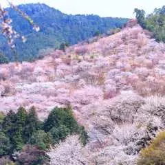 4인 그룹 | 한정된 기간 동안만 즐길 수 있는 낭만적인 벚꽃 시즌 | 나라 사슴과 요시노산 센본자쿠라 당일 여행 | 오사카 일주 여행