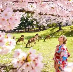 【Guaranteed Departure for Solo Traveler】Kyoto + Nara Day Trip | Encounter adorable deer in Nara Park, Todai-ji Temple, Fushimi Inari Shrine, Kiyomizu-dera Temple, Ninenzaka and Sannenzaka, Ishibei-koji Street, Gion Hanamikoji Street, Yasaka Shrine | Departure from Osaka
