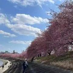 일본 나고야 벚꽃 구경 10시간 전세 차량 투어 | 봄 한정 특가 - 다양한 인기 벚꽃 명소 중에서 선택하세요