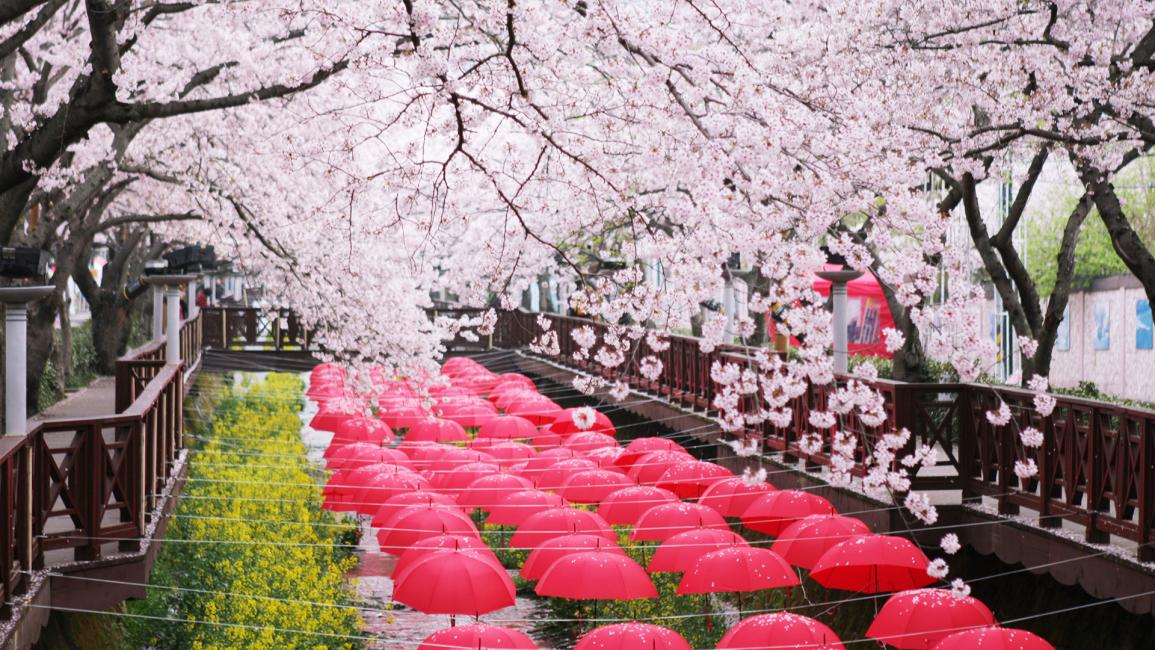 2019韓國櫻花前線預測來了
