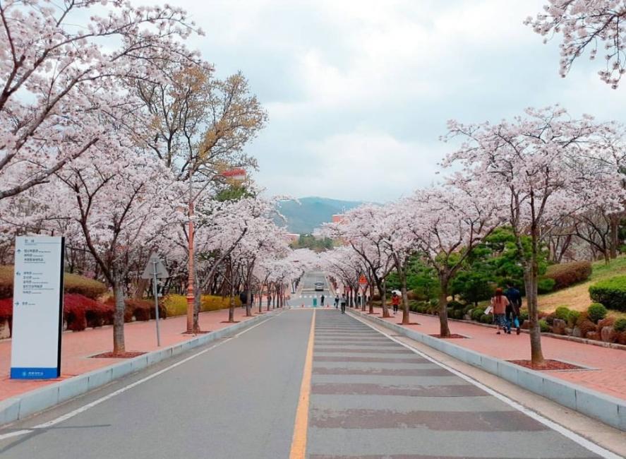 2019韓國櫻花前線預測來了