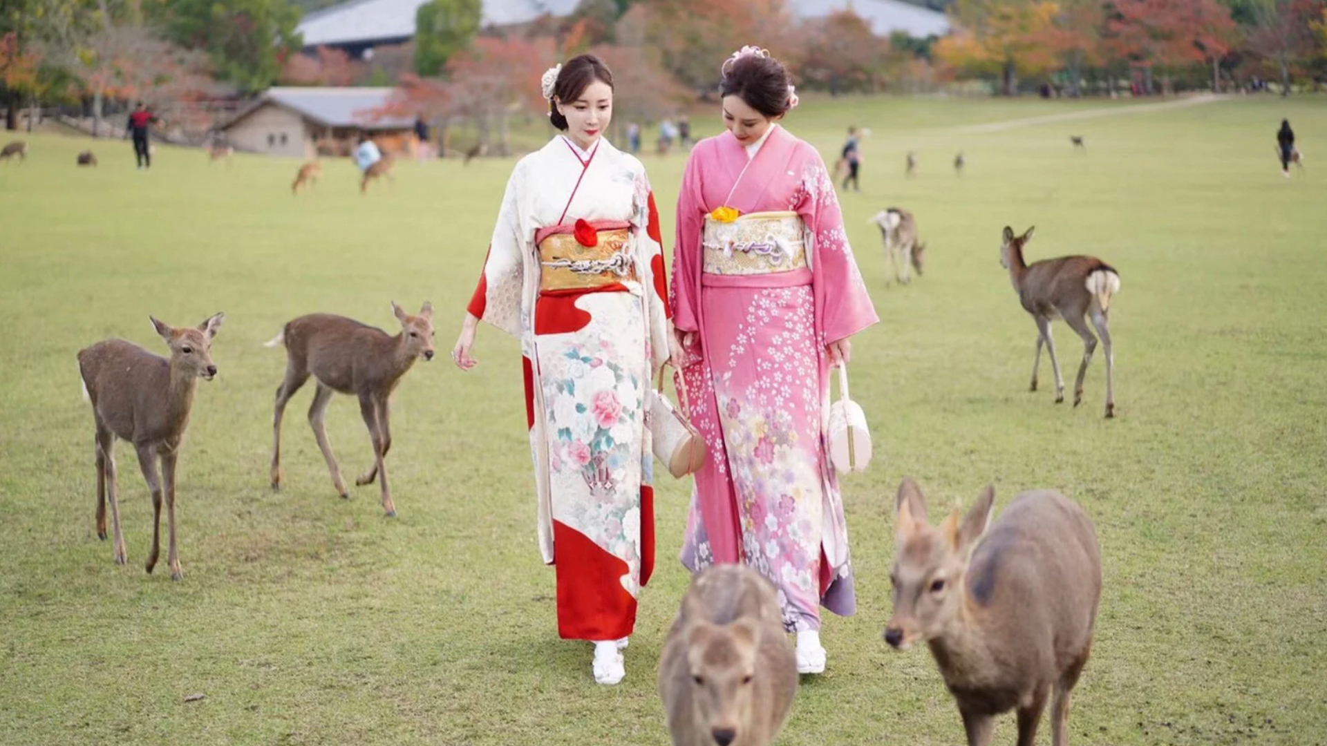 live-japan