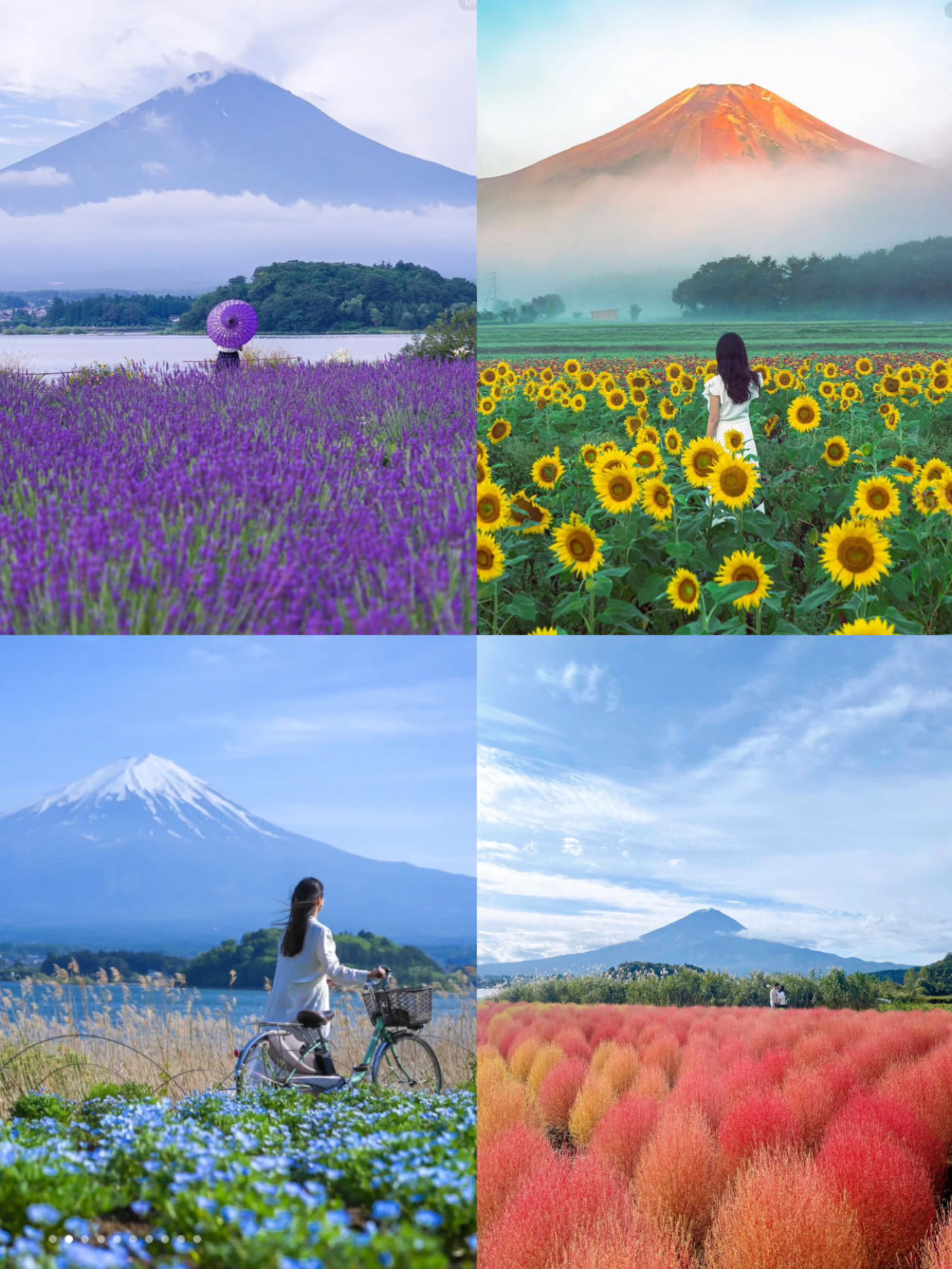 tokyo-flower-viewing-popular-check-in-spot-one-day-tour-mt-fuji