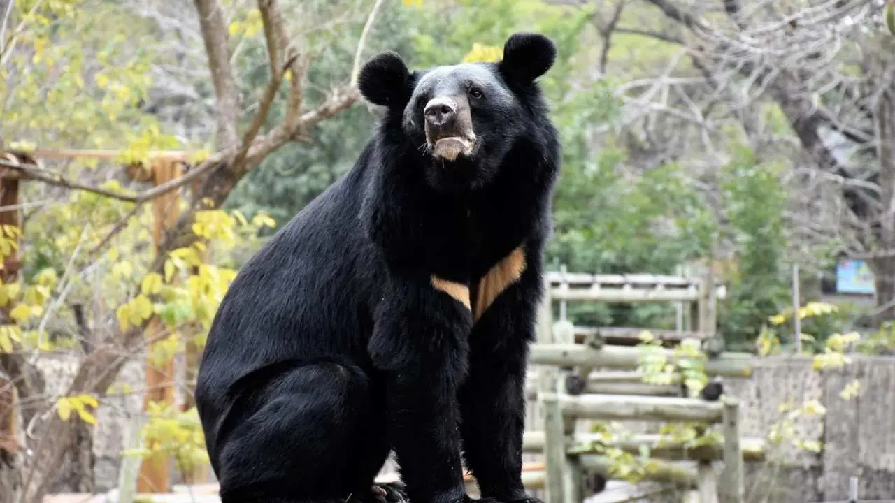 Kaohsiung | Shoushan Zoo Tickets
