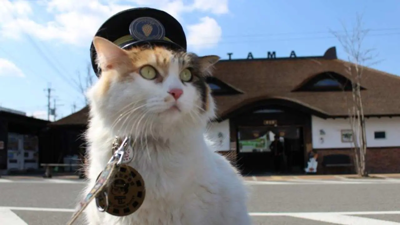 【日本】和歌山美味喵趣奧萊一日遊|大阪心齋橋出發