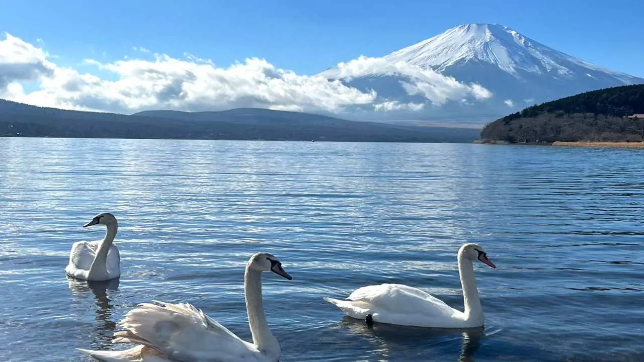 Depart from Tokyo, Japan | Mt. Fuji Day Tour | Kawaguchiko Park + Arakurayama Sengen Park or 5th Station Seasonal Tour + Yamanakako Park or Hot Spring Experience Free Choice | Small Group Tour Optional | Chinese, English, Japanese and Korean Tour Guide