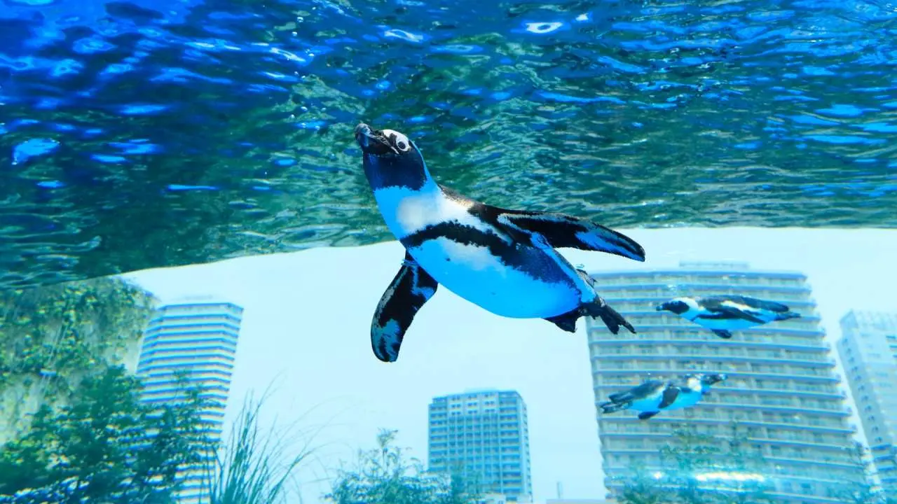 Tokyo, Japan | Ikebukuro SUNSHINE Aquarium・SUNSHINE 60 Observation Deck Observation Park (can purchase additional Tokyo Metro 24-hour ticket)