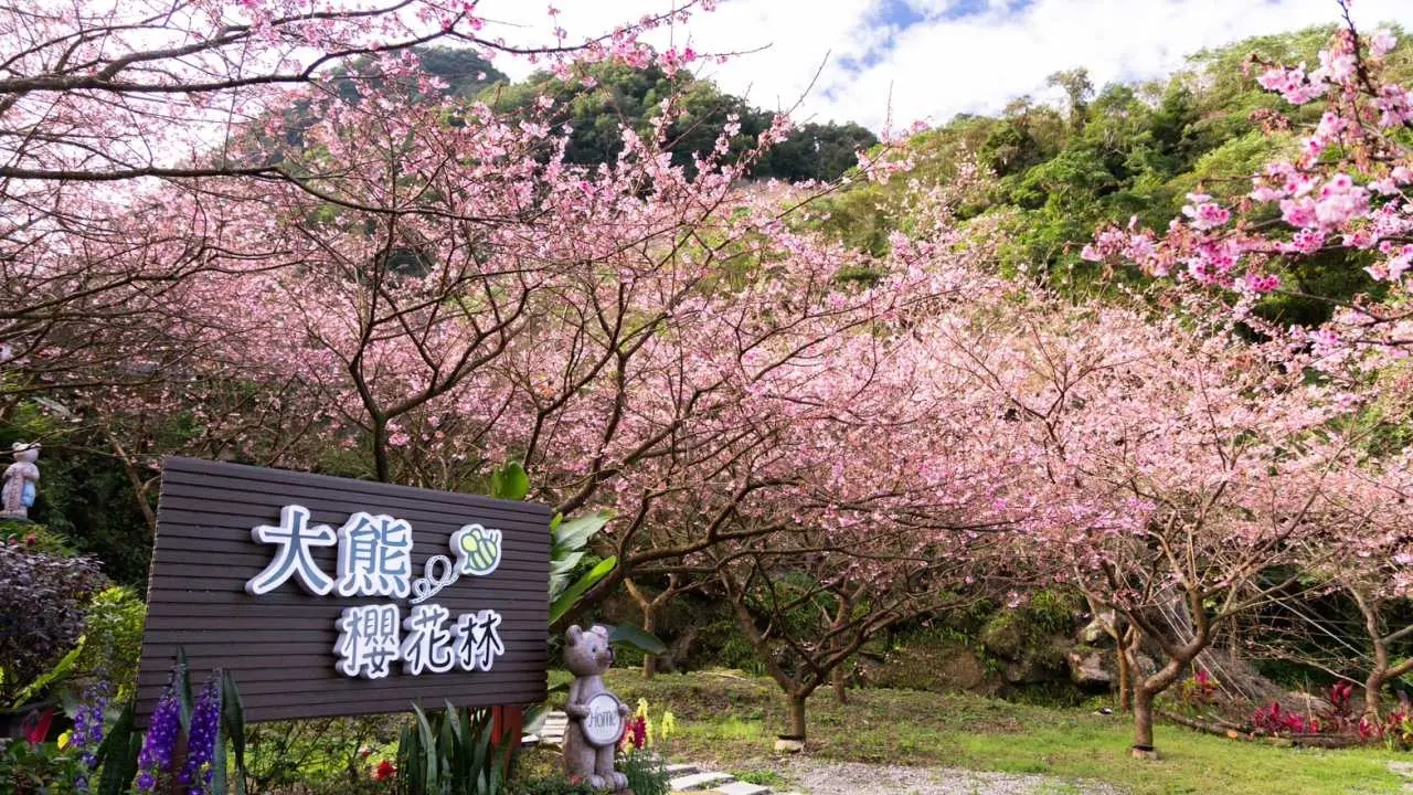 New Taipei City Sanxia | Sanxia Big Bear Cherry Blossom Forest