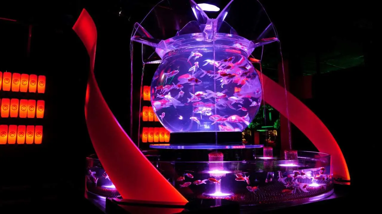 Art Aquarium in Taipei
