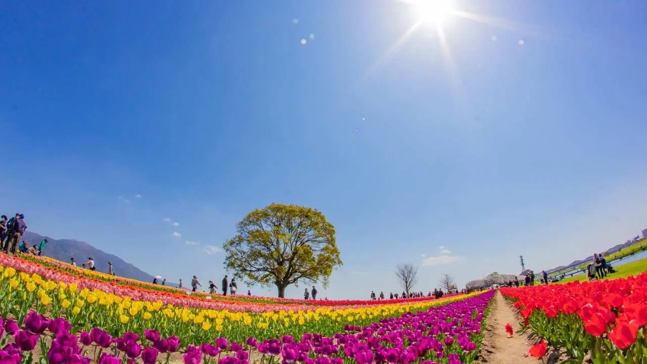 約20萬株!直方・遠賀川河川敷「鬱金香花毯」,秋月杉馬場「櫻花隧道」,柳川「賞櫻船」和 甘木鐵道「賞櫻列車」【博多出發】