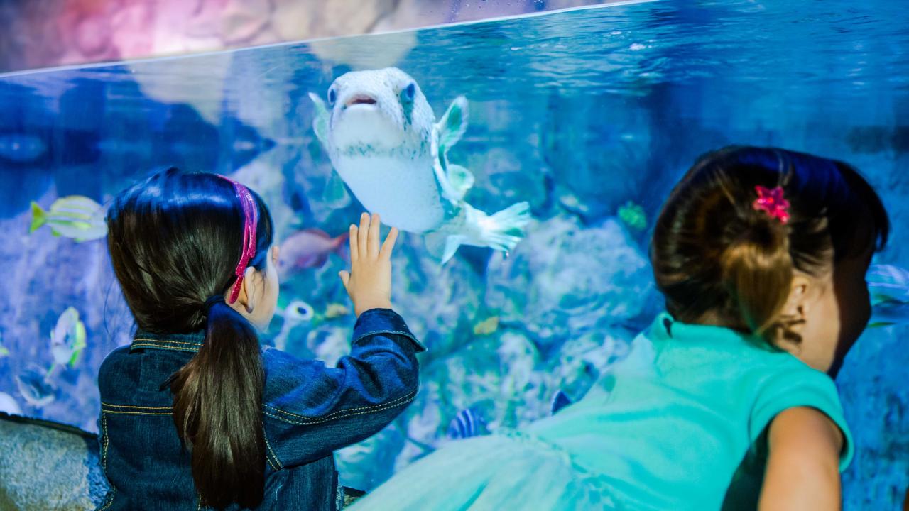 Sea Life Aquarium New Jersey &amp; LEGOLAND® Discovery Center Combo Ticket