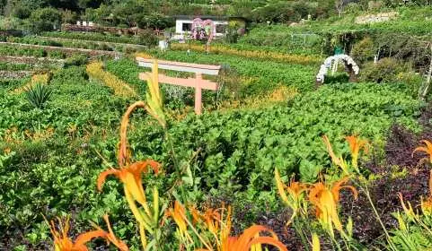 [Seasonal Limited] Taipei | Cao Family Flower Field | Daylily Flower Season Ticket