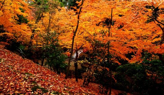Osaka du lịch mùa thu Nhật Bản